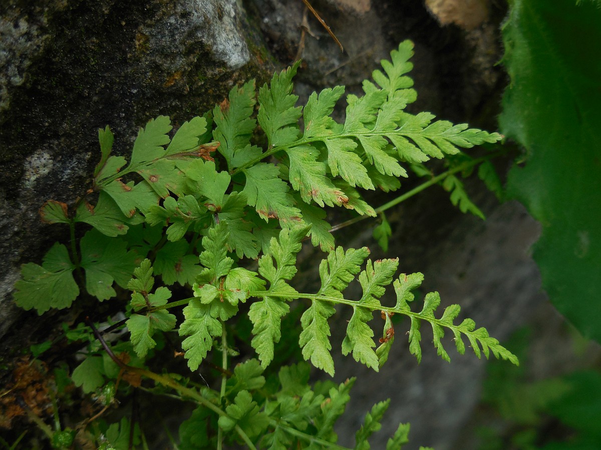 Cystopteris fragilis, Brittle Bladderfern
